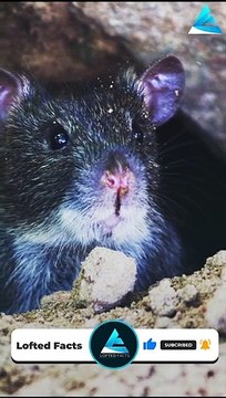 मुसक मंदिर बिकानेर राजस्थान । musk temple bikaner rajasthan india #mandir temple #viral