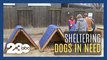 Kern County volunteers building shelters for abandoned dogs