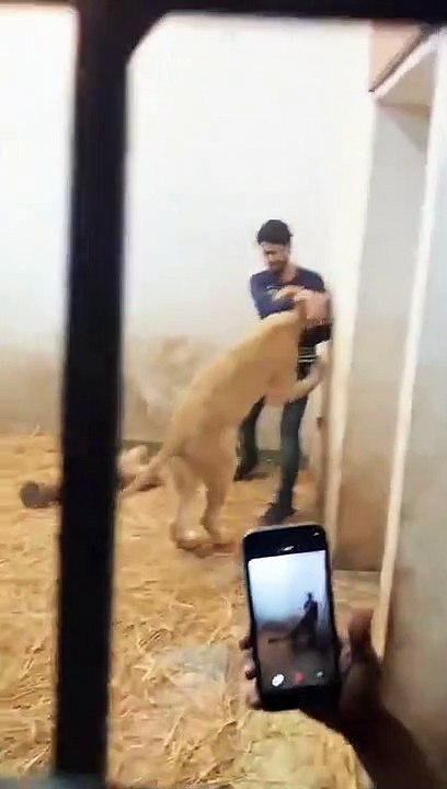Lion attack on me