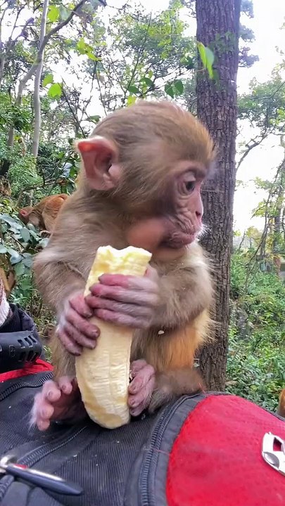 Baby monkey cute animals part  66