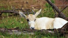 New born Addax and Bongo calves