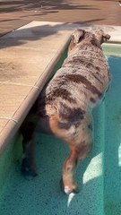 French Bulldog is Very Relaxed in Pool