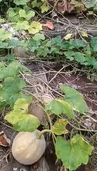 WhatsApp Video 2022-12-16 at 01.01.30 (3)