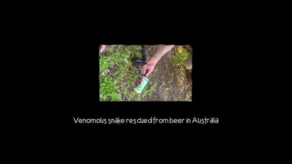 Little Anchor News (Tremendous) Girl issued official license to keep pet unicorn