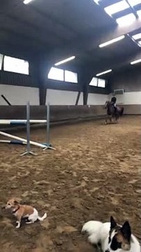 Jumping Horse Sends Rider Flying