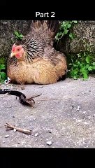 Tavuk yavrularını yılanlara karşı böyle korudu