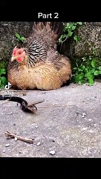 Tavuk yavrularını yılanlara karşı böyle korudu