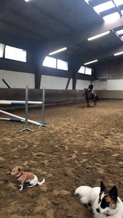 Jumping Horse Sends Rider Flying
