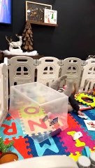 Wild Child Playing in Playpen Tumbles off Plastic Box