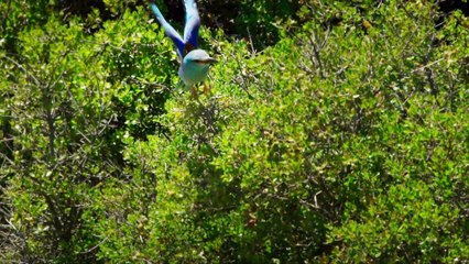 Greece - the Wild Side - The View From the Gods