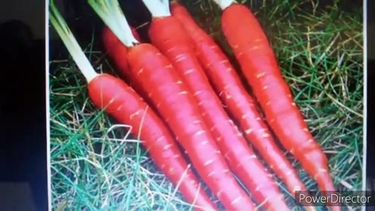 How_To_Use_Carrot_In_daily_Routine__In_Food(360p)