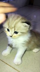 018 LUCU ABIS || Video Lucu Bikin Ngakak || Kelakuan Warga Bumi Bikin Sakit Perut||funny Comedy Videos