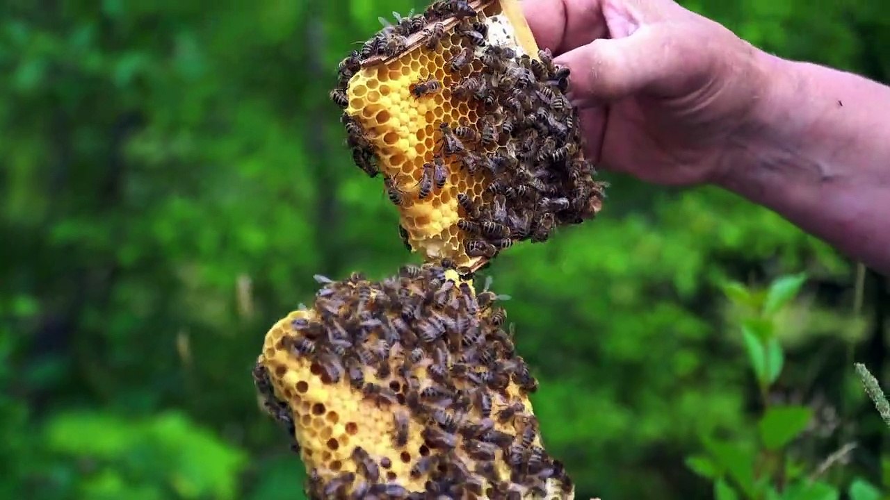 Honey Bee Ultra HD 4K Video  Best View