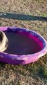 Australian Shepherd Fishes Ice Out of Kiddie Pool