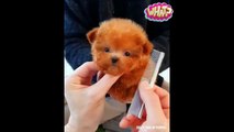 Smallest Dogs in the World   Funny and Cute Snow Dog Video Compilation   Cute Pets And Funny Animals