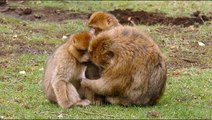 Cute Baby Monkey And Monkey Family   Monkeys Eat Apple   Animal's Galaxy   2021    #Shorts