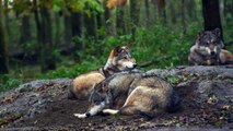 Slowmotion Wolf Video   Beautiful Wolf In The Forrest   Cute Wolf Family   Wolf   Animal's Galaxy