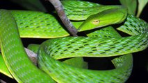 Top 10 Most Beautiful Snakes In The World   The Most Beautiful Snakes  Animal's Galaxy   2021