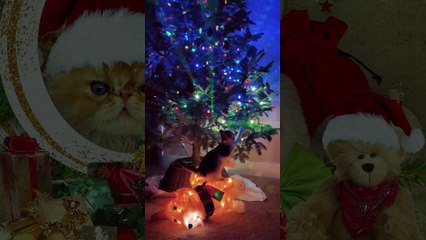 Cat VS Christmas Tree Part 3 | Funny Cat Videos Compilation
