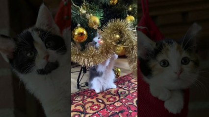 Cat VS Christmas Tree Part 4 | Funny Cat Videos Compilation