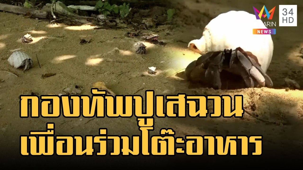 ชมกองทัพปูเสฉวนคุ้นชินกับ นทท.เพื่อนร่วมโต๊ะอาหาร | ข่าวเที่ยงอมรินทร์ | 19 ธ.ค.65