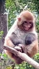 Funny Prank With Girls And Lambs