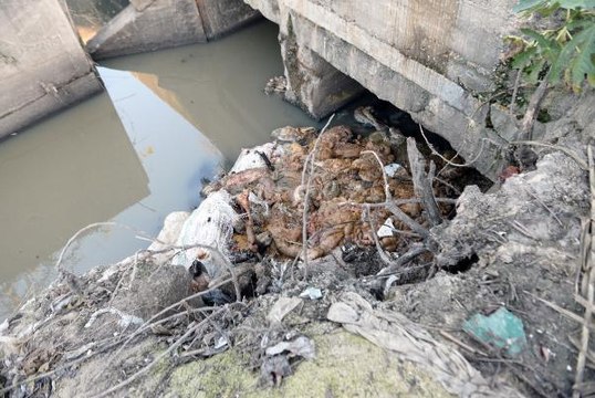 Dere yatağında çok sayıda eşek başı ve kemikleri bulundu