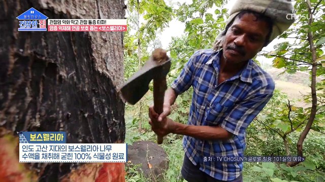 관절의 염증 억제와 보호를 한 번에! ▸보스웰리아◂ TV CHOSUN 20221219 방송