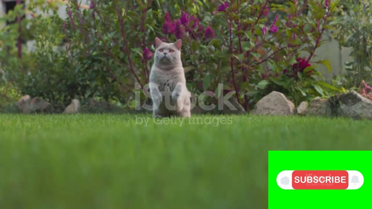 The Mouse and Cat Story | بلی اور چوہے کی کہانی | Urdu Moral Story |