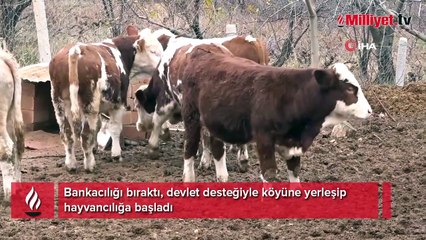 Bankacılığı bıraktı, devlet desteğiyle köyüne yerleşip hayvancılığa başladı