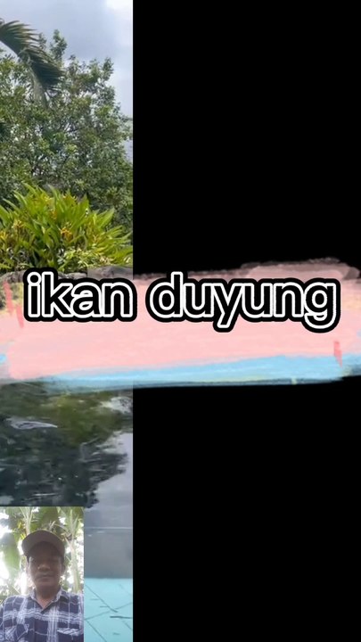 Mermed ikan duyung