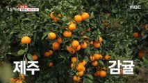 [Tasty] indulge in Jeju-do citrus fruits, 생방송 오늘 저녁 221219