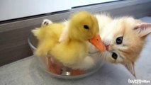 Kitten hugged little duck tightly because he afraid that shell leave