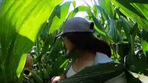 Çiftçi kızı şimdi mühendis adayı!Tohum üretip sosyal medyadan tecrübelerini paylaşıyor