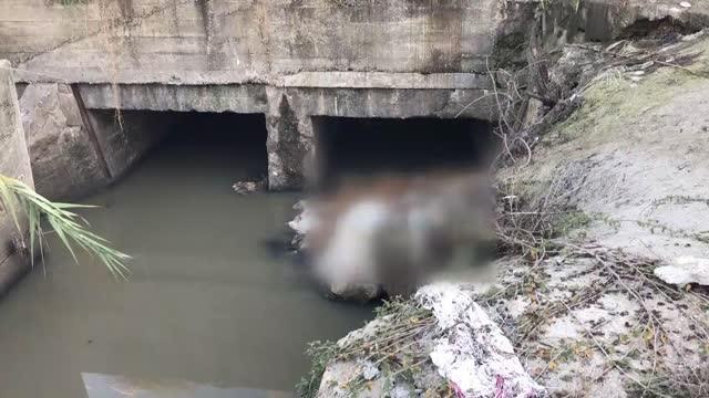 Yüreğir'de atık su kanalında çok sayıda eşek başı ve kemikleri bulundu