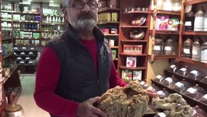 Deniz süngerlerinde 'sıcaklık' tehlikesi