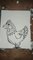 How to draw cartoon Hen