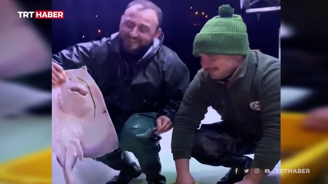 Trabzonlu balıkçı vatozları eliyle besliyor