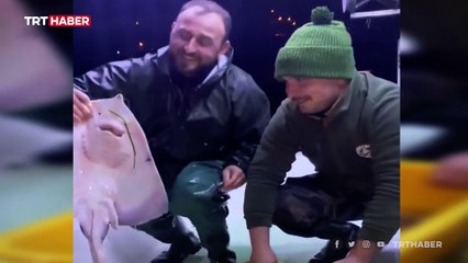 Trabzonlu balıkçı vatozları eliyle besliyor