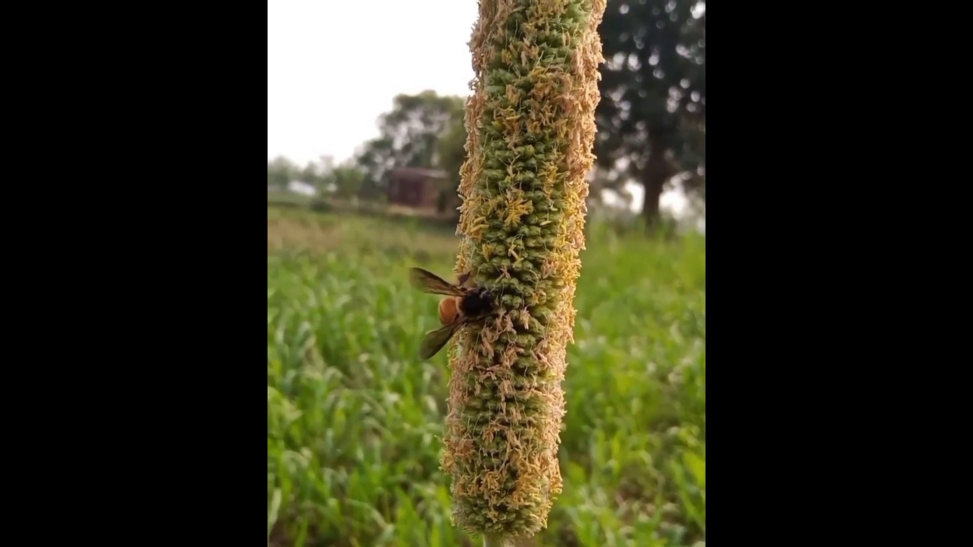 ⁣Nature Sound Satisfying