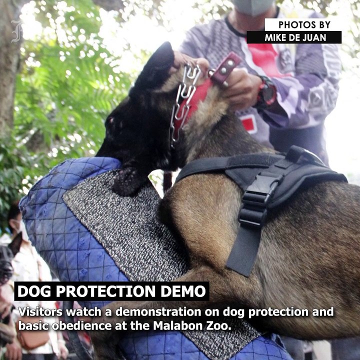 Dog protection demo
