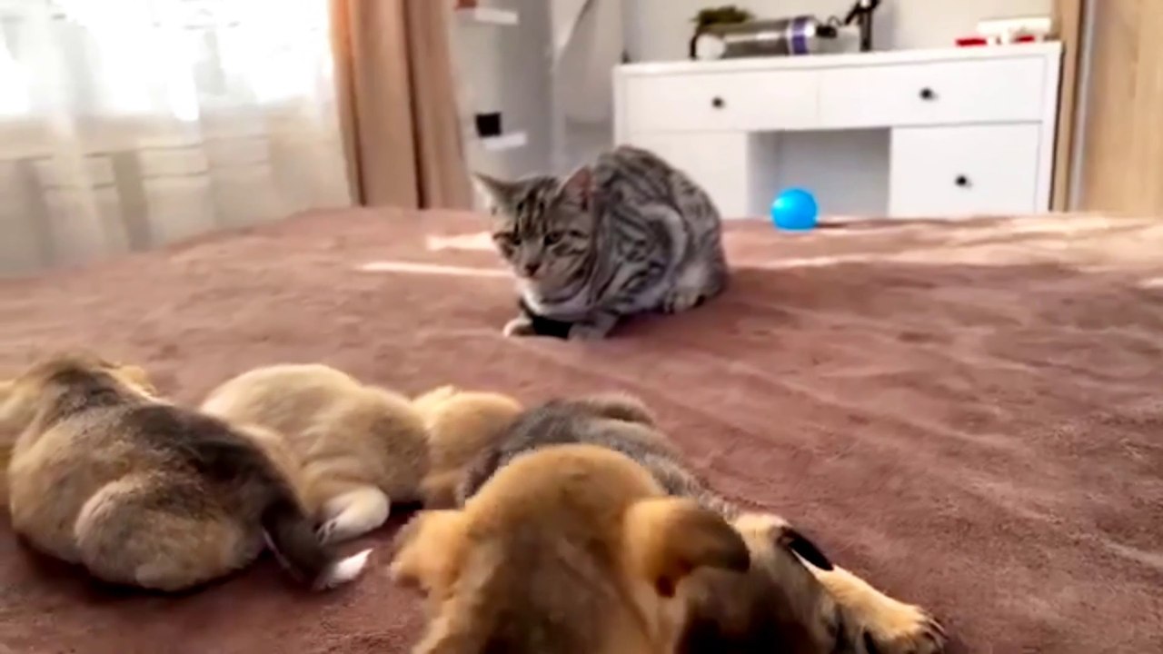 SOO cutest Cat and puppies