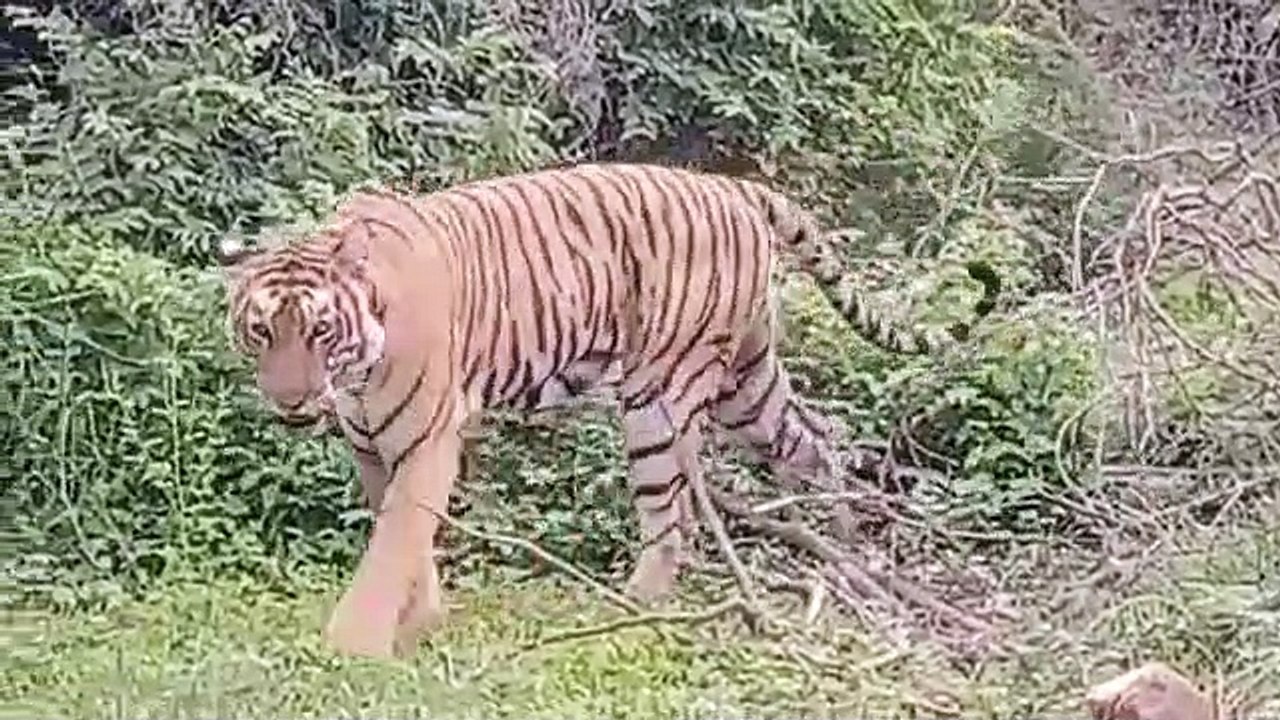 रणथम्भौर की बाघिन जल्द दे सकती है रामगढ़ में खुशखबरी