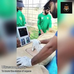 We give general examinations to lion in zoo || The WildPets ||