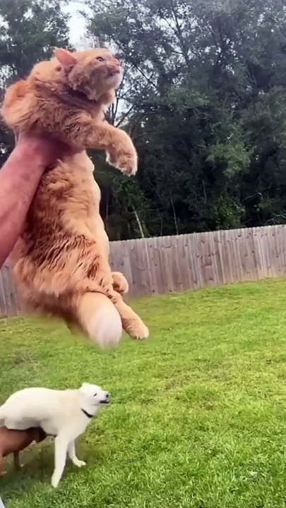 Funny Crazy Cats Viral Clips #Best #funny Cute Cats #shorts Video #trending #animals #reels
