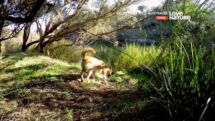 Secrets of Wild Australia - The Dingo