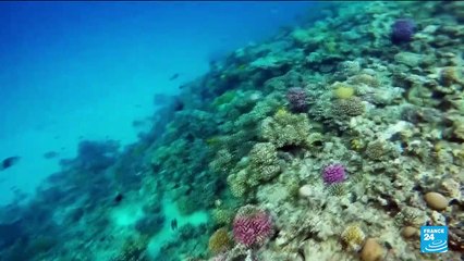 Historic biodiversity agreement reached at UN conference