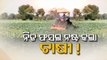 Fed up with distress sale, Bargarh farmers destroy cabbage plantation on acres of land