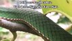 green snake viper