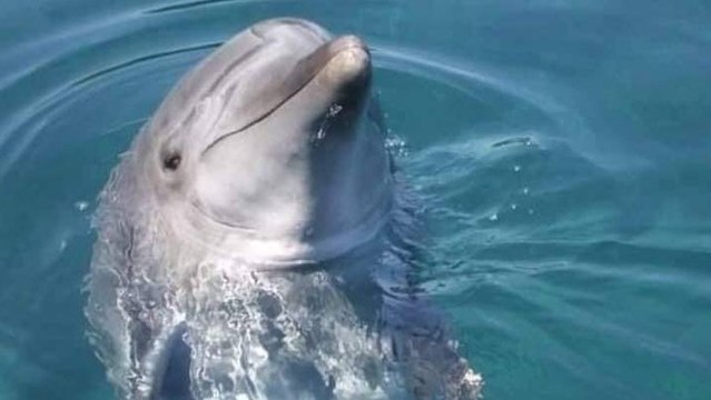 Marmaris’te yunus ölüm sayısı 5 oldu